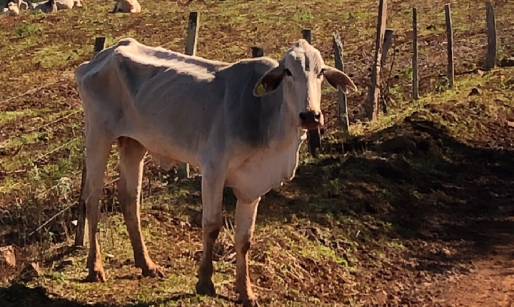 Denúncia: aproximadamente 200 cabeças de gado foram abandonadas e estão passando fome, em propriedade de Xavantina