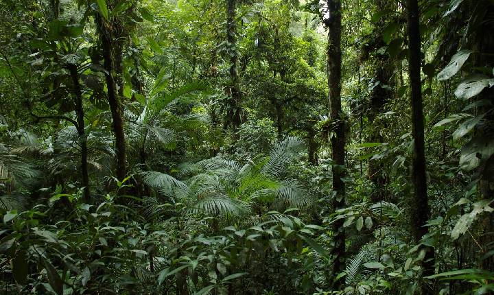 Desmatamento ilegal atinge 285 hectares em SC, aponta Operação Mata Atlântica