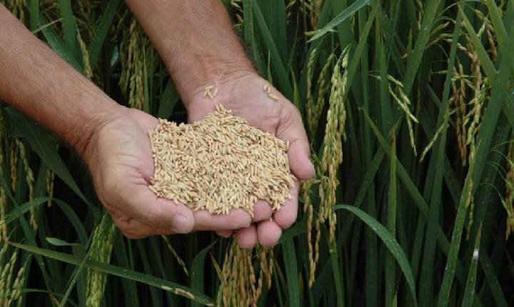 Produção de arroz é destaque em manejo e pesquisa em Santa Catarina