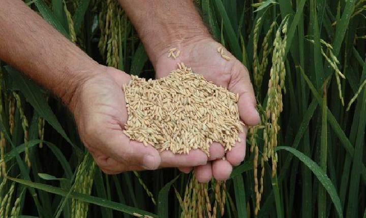 Segundo maior produtor de arroz do Brasil, SC espera colher mais de 1,2 bilhão de toneladas em 2025