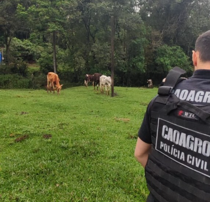 Propriedade é fiscalizada após denúncias de maus-tratos contra bovinos no Oeste