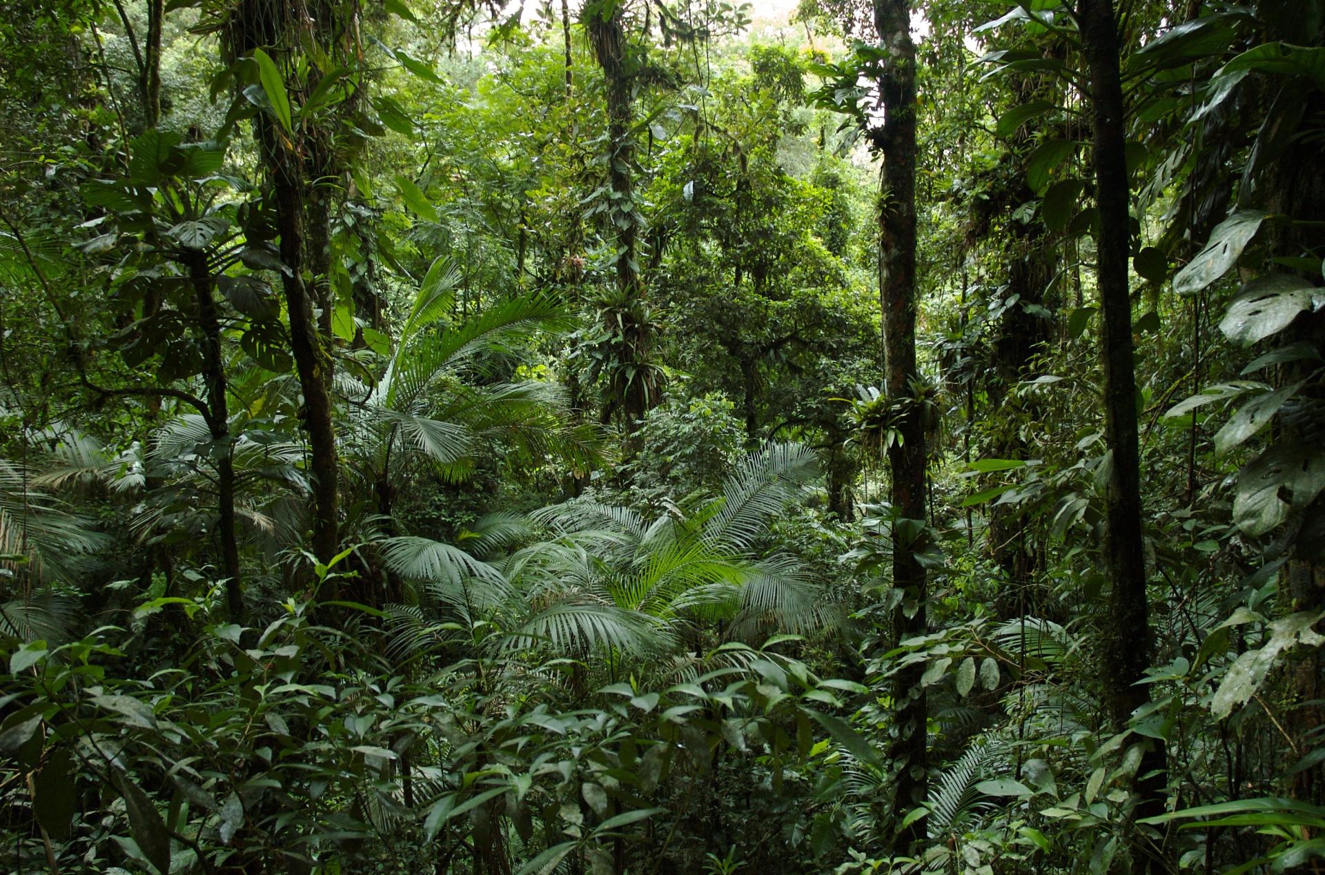 Desmatamento ilegal atinge 285 hectares em SC, aponta Operação Mata Atlântica