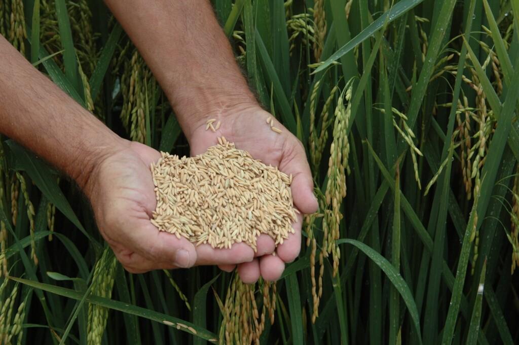 Produção de arroz é destaque em manejo e pesquisa em Santa Catarina