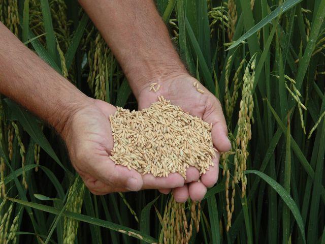 Segundo maior produtor de arroz do Brasil, SC espera colher mais de 1,2 bilhão de toneladas em 2025